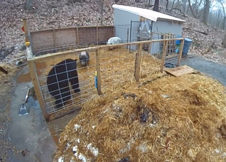 美国康涅狄格州一只黑熊闯进猪圈图谋不轨 被一对家猪联手打得抱头鼠窜