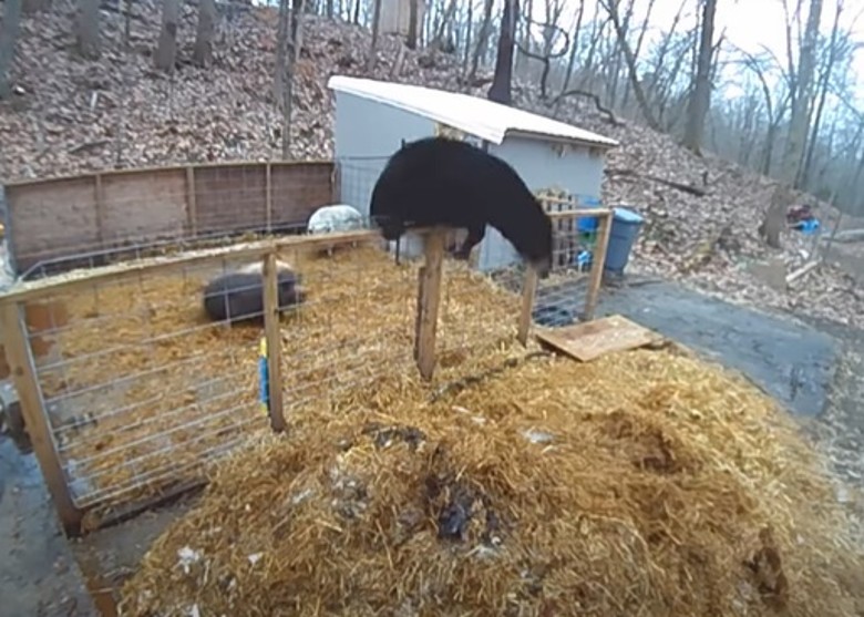 美国康涅狄格州一只黑熊闯进猪圈图谋不轨 被一对家猪联手打得抱头鼠窜