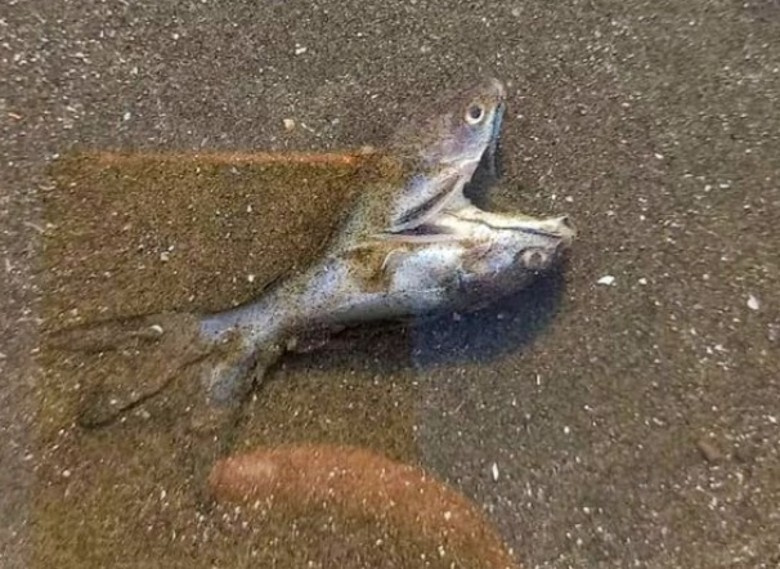 ʥ޺̲֡˫ͷ㡱 ʵͼ