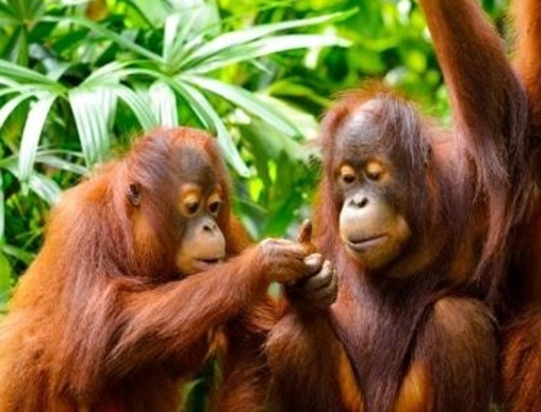新研究指印尼红毛猩猩的叫声就像人类的语言 不同社群有不同声音特质