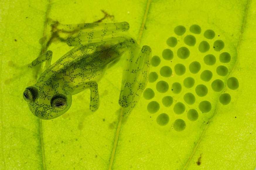 图中马绪比玻璃蛙正在保护他的卵,这样的亲代照顾在玻璃蛙中相当普遍。 PHOTOGRAPH BY JAIME CULEBRAS