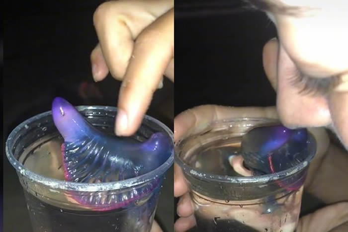 抖音(TikTok)网红用手来回搓揉剧毒僧帽水母