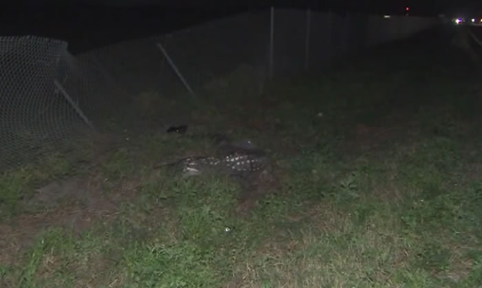 美国佛罗里达州发生离奇车祸:男子驾车撞上短吻鳄双双身亡