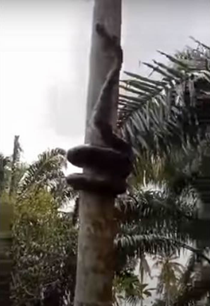 ӡ��һ�������Բ��Ƶķ�ʽ�����ؗo������