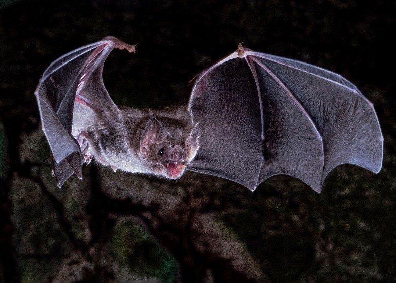 ��Ѫ������Ψһһ�ֿ���ֻ����ʳѪҺ�Ϳ�����Ĳ����ද�� �о��������ȱʧ�й�