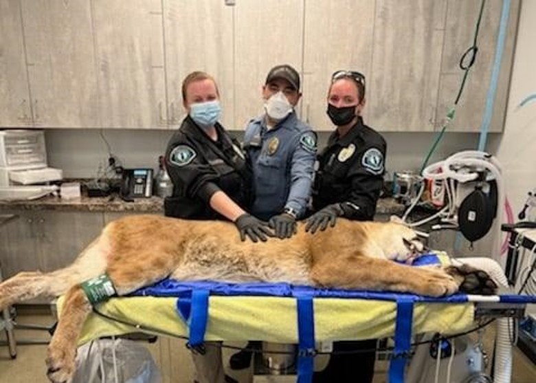 ����ʨ������������ŷ�Ĺ������� ��ҽ����ǹ�Ʒ�