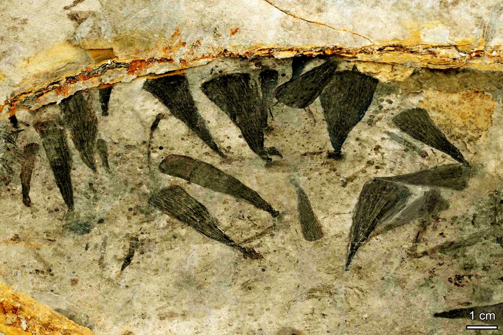 蓝田生物群化石。中科院南京地质古生物研究所万斌供图