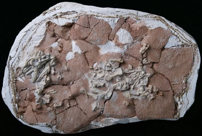 李氏始祖巨蜥(Archaeovaranus lii)的正型标本照片