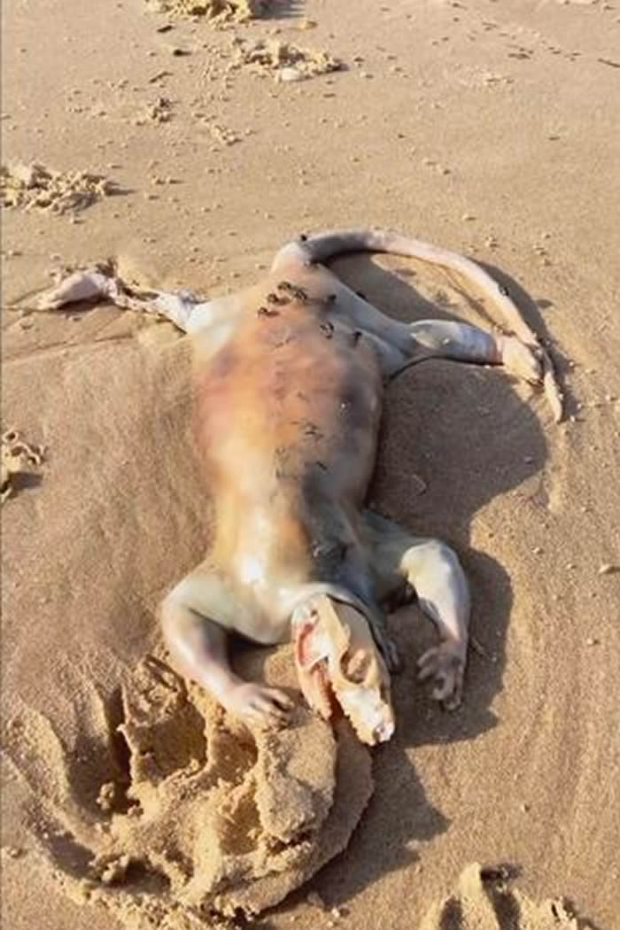 海怪现身：澳洲昆士兰州马卢奇郡海滩发现诡异神秘“外星生物”