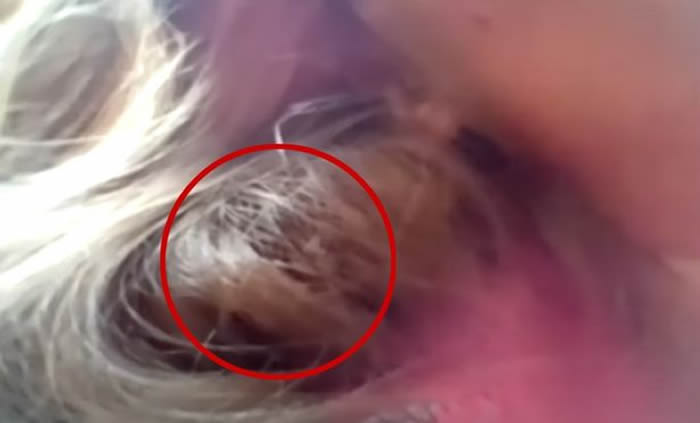 英国女摄影师被小鸟钻进头发里筑巢