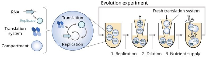 RNA����������37���϶ȵ��Ͱ�ˮҺ���з���5Сʱ��Ȼ���ò���RNA��Ӫ��Һ�ν���Һϡ�͵�ԭ��Ũ�ȵ����֮һ�����������衣����������ظ����ʱ��ͻ��ͷ����ˡ�