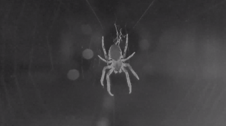 �о�����Բ�������ͨ��֩�����ϵ�΢С����̽������