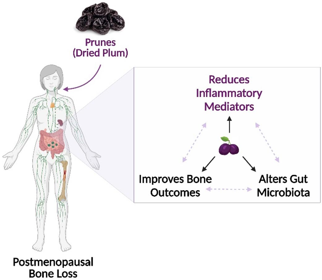 每天吃营养丰富的西梅可能有利于骨骼健康并减少导致骨质疏松症的炎症因素