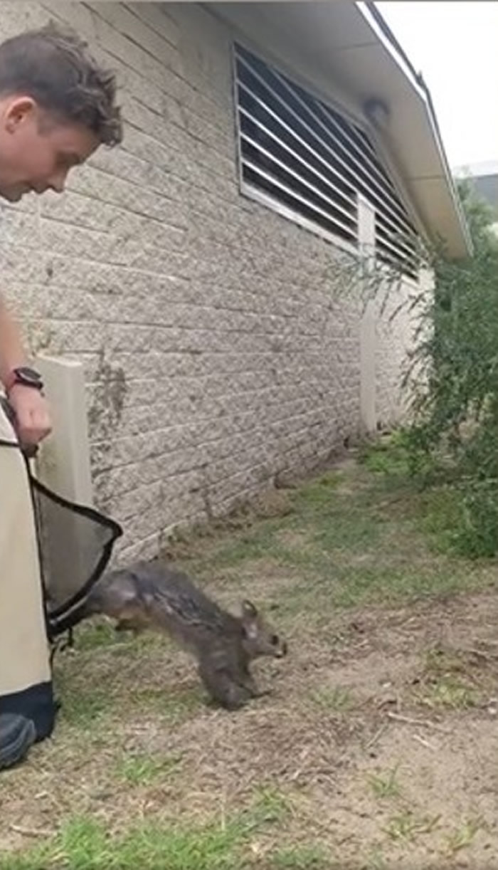 澳洲维多利亚省负鼠抱海中浮标 潜水教练出手营救