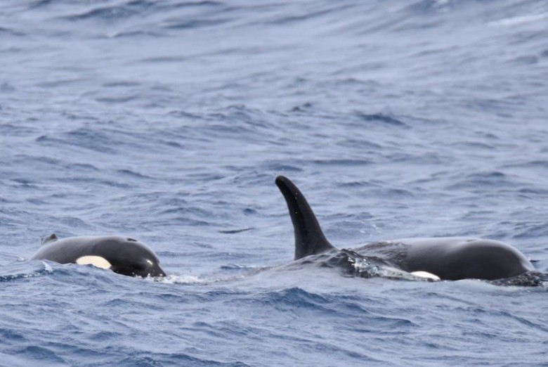 天生缺了背鳍的杀人鲸以澳洲板球巨星Shane Warne命名