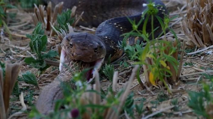 ӡ��Ұ������ѧ��Yatin Kalki�ĵ��۾�������ת�����Ѩ�����۾�����������