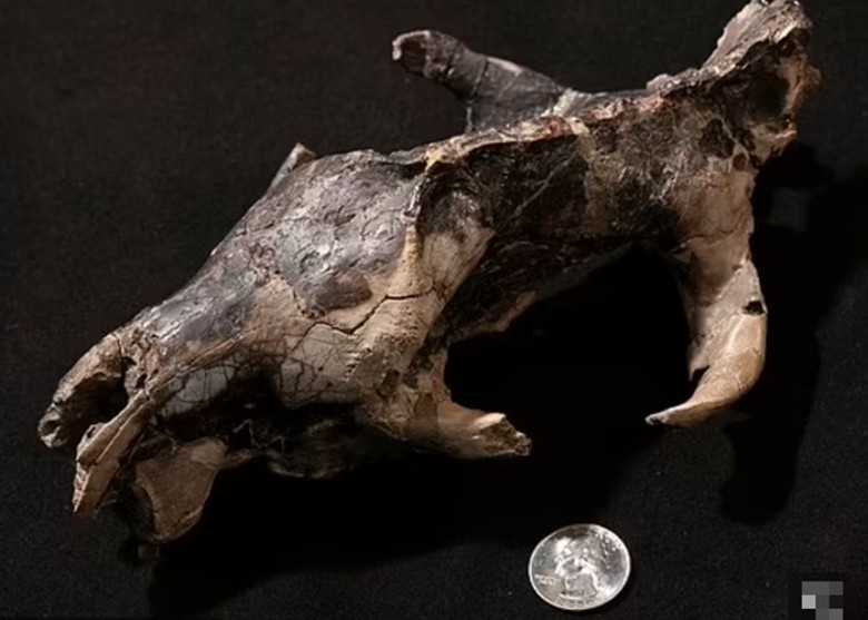 哺乳类动物在恐龙消失之后 其体形增加程度一度较脑部更高