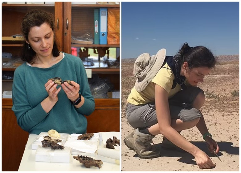 哺乳类动物在恐龙消失之后 其体形增加程度一度较脑部更高