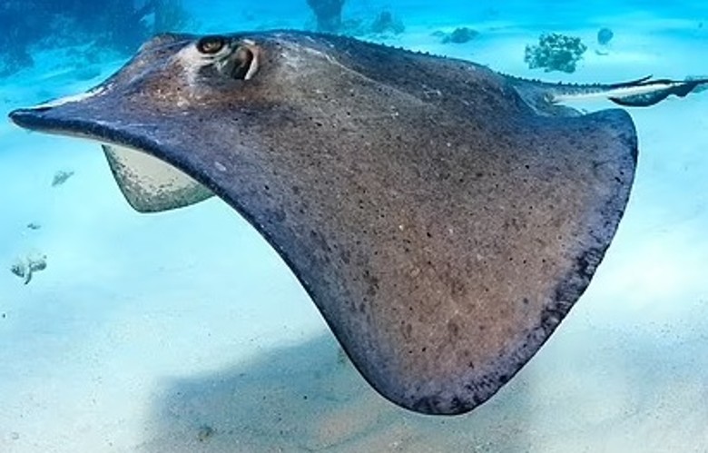 �о����ְ����������ħ����ֻҪ����ѵ��������Ӧ��1��5֮��ļӼ���