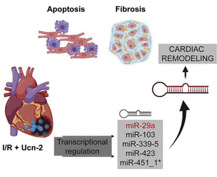 《分子治疗核酸》：心脏病发作后的恢复过程