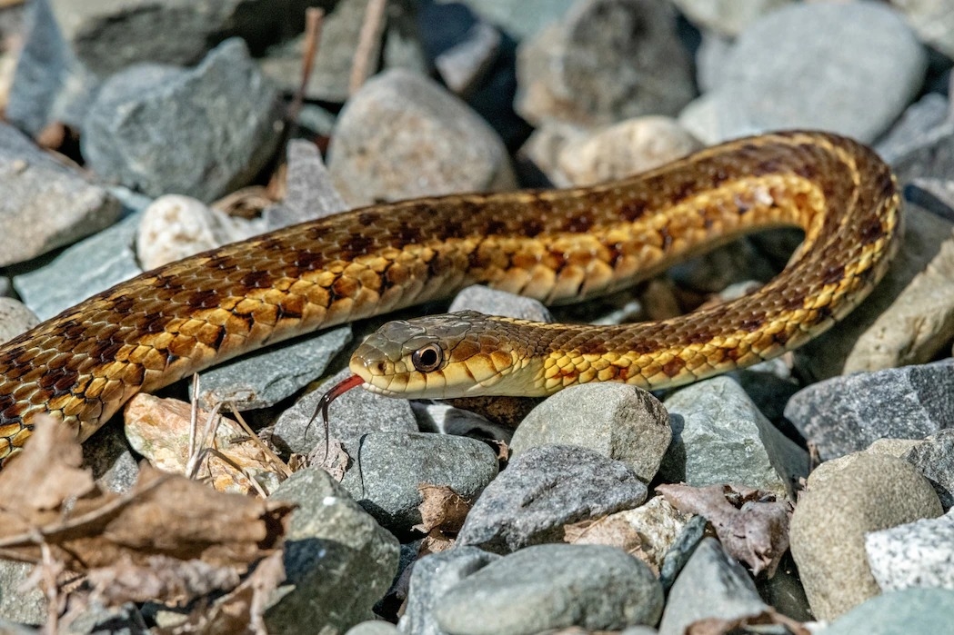 一只拍摄于缅因州阿卡迪亚国家公园的东部袜带蛇(eastern garter snake)透过吐信捕捉周遭的化学物质来感受环境。 PHOTOGRAPH BY GE