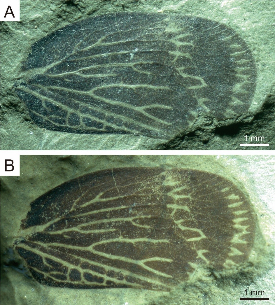 ˹нԺʿ˹(Szeiiniidae)ģʽģʽ(Szeiinia huanglongensis Zhang et al., 2021)