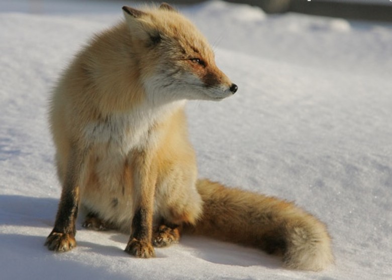 全国首例:日本北海道札幌市北海道赤狐尸体验出H5亚型高病原性禽流感病毒
