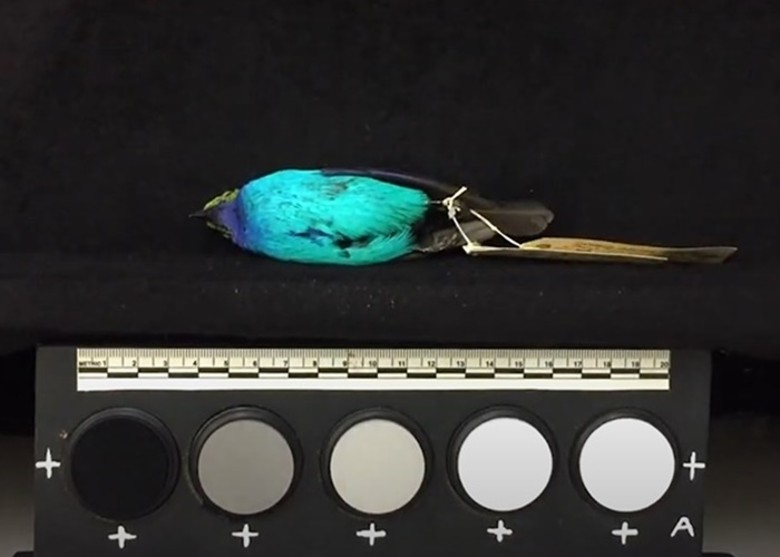 Ӣлƶ´ѧо֤ʵĳȴȽëɫ