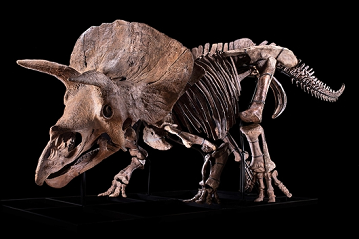 “大约翰”修复后的完整骨骼，它是目前发现的最大的褶皱三角龙样本。 图片来自Zoic有限责任公司/《自然》杂志
