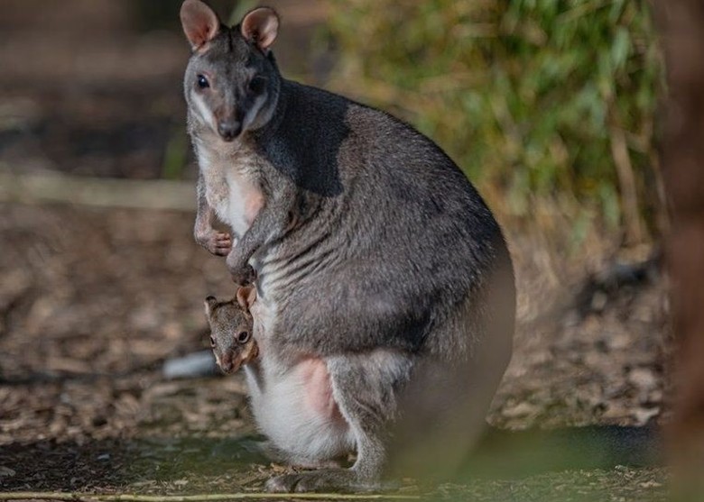 ӢӢ˹ض԰Σɫɳµ ̽ͷ