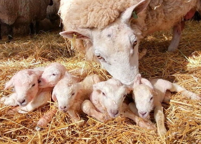 Ӣؿʷƶĸз5̥ ֮һ