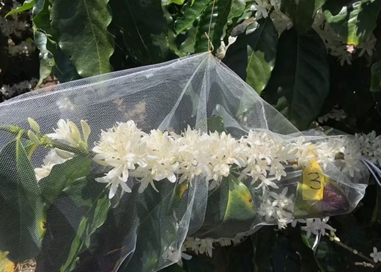 蜜蜂和雀鸟两物种互相合作传播花粉下的农场 可产出更多更大颗的咖啡豆