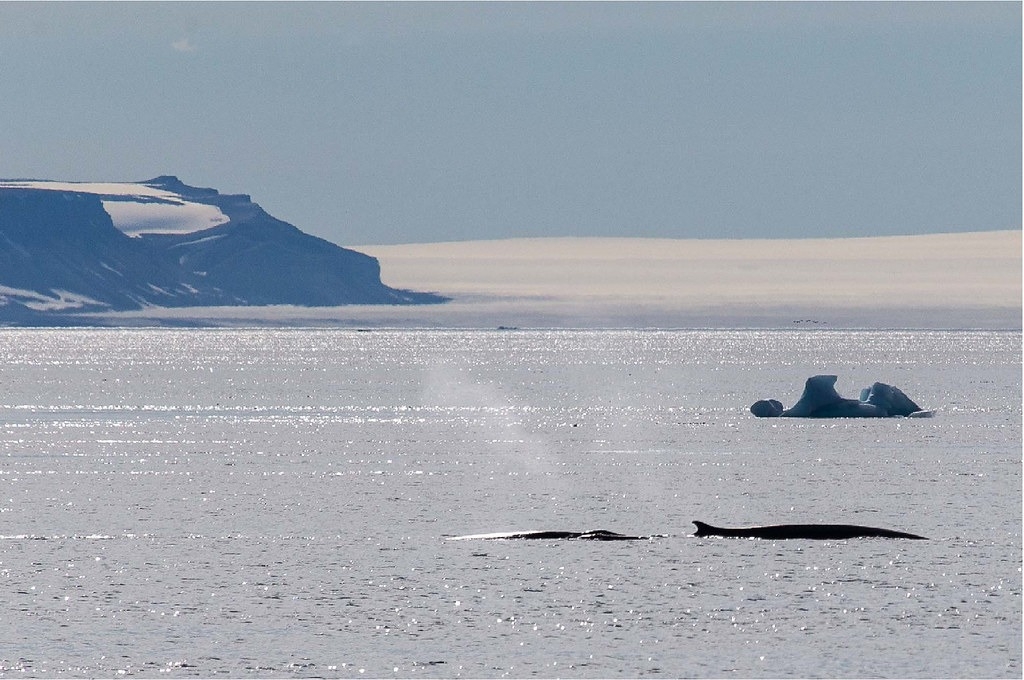 冰岛扭转“吃鲸肉”形象 将从2024年起停止商业捕鲸