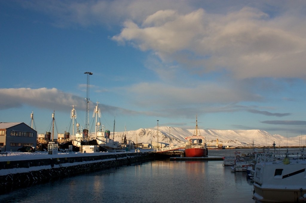 冰岛扭转“吃鲸肉”形象 将从2024年起停止商业捕鲸
