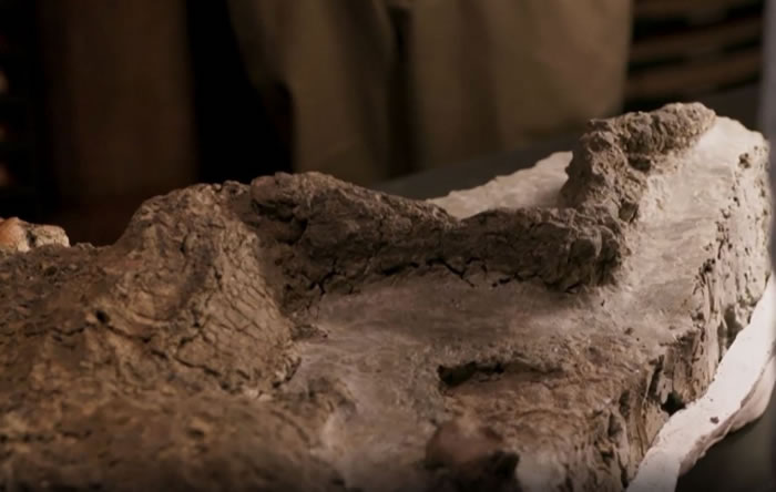 美国北达科他州考古遗址坦尼斯发现完整奇异龙属恐龙腿部化石