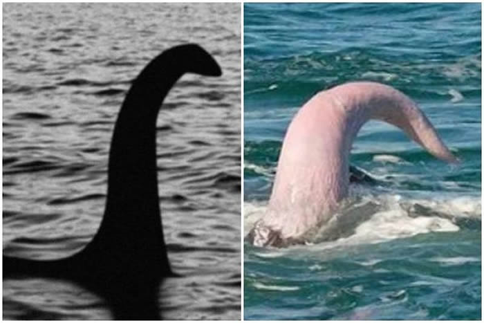 英国德比大学生物学家认为尼斯湖水怪实际上只是鲸鱼的阴茎