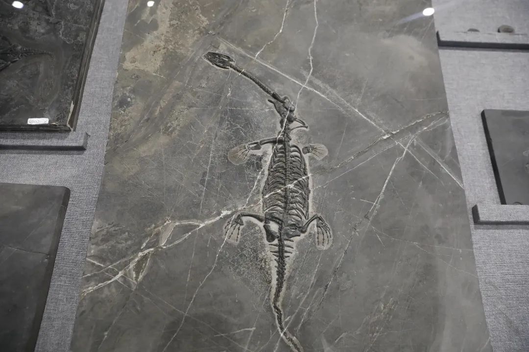 贵州省地质资料馆:纪念古生物学家胡承志先生 话说贵州龙