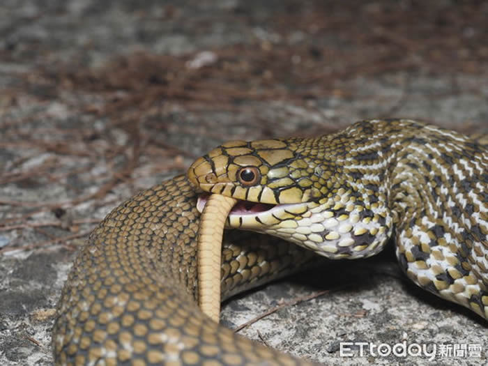 ̨�������������ڹ�԰�ܲ�ʱ����2�������ߴ��