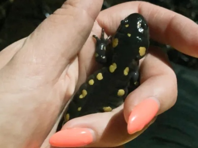 加拿大东部新斯科舍省黄斑火蝾螈交配季节 义工协助抵达繁殖地