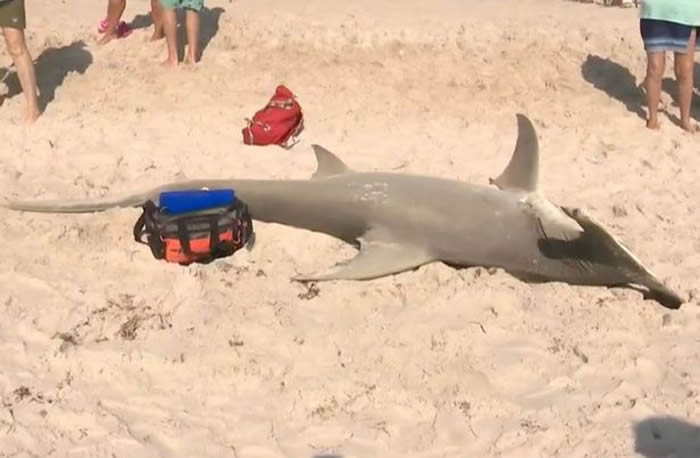 ݺ̲־޴˫ʬ ʺ־23ֻ