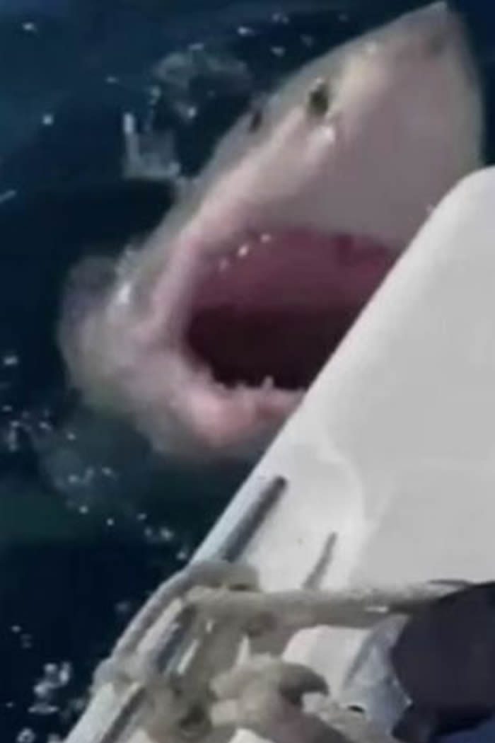 澳洲男子一家三口出海钓鱼 4米长大白鲨突然出现攻击他们的船