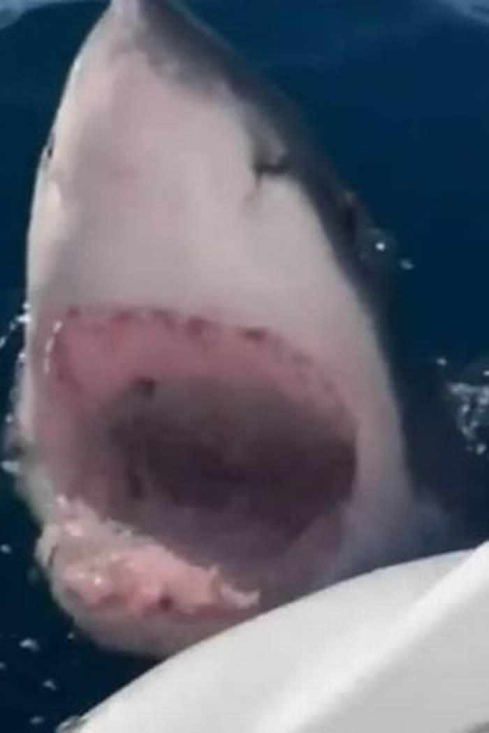 澳洲男子一家三口出海钓鱼 4米长大白鲨突然出现攻击他们的船