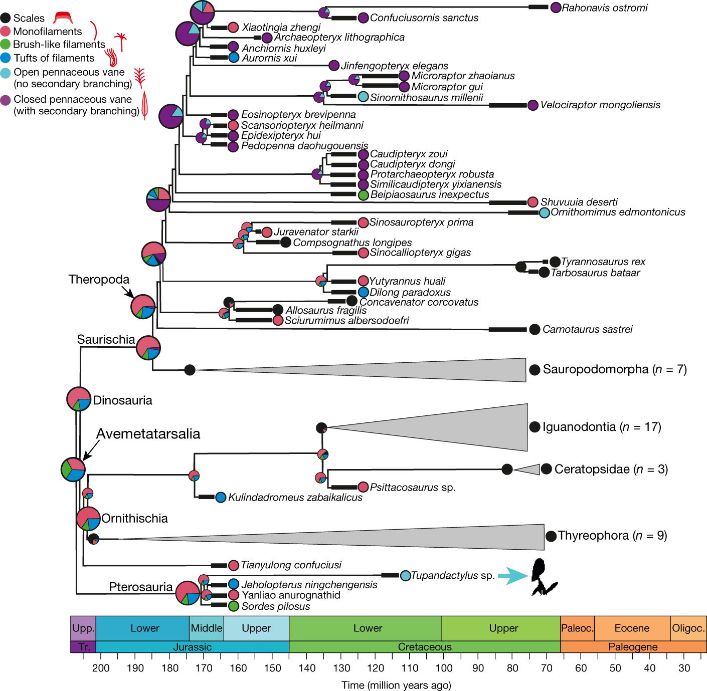 Tupandactylus imperator研究揭示:翼龙能够使用黑色素来控制其羽毛的颜色