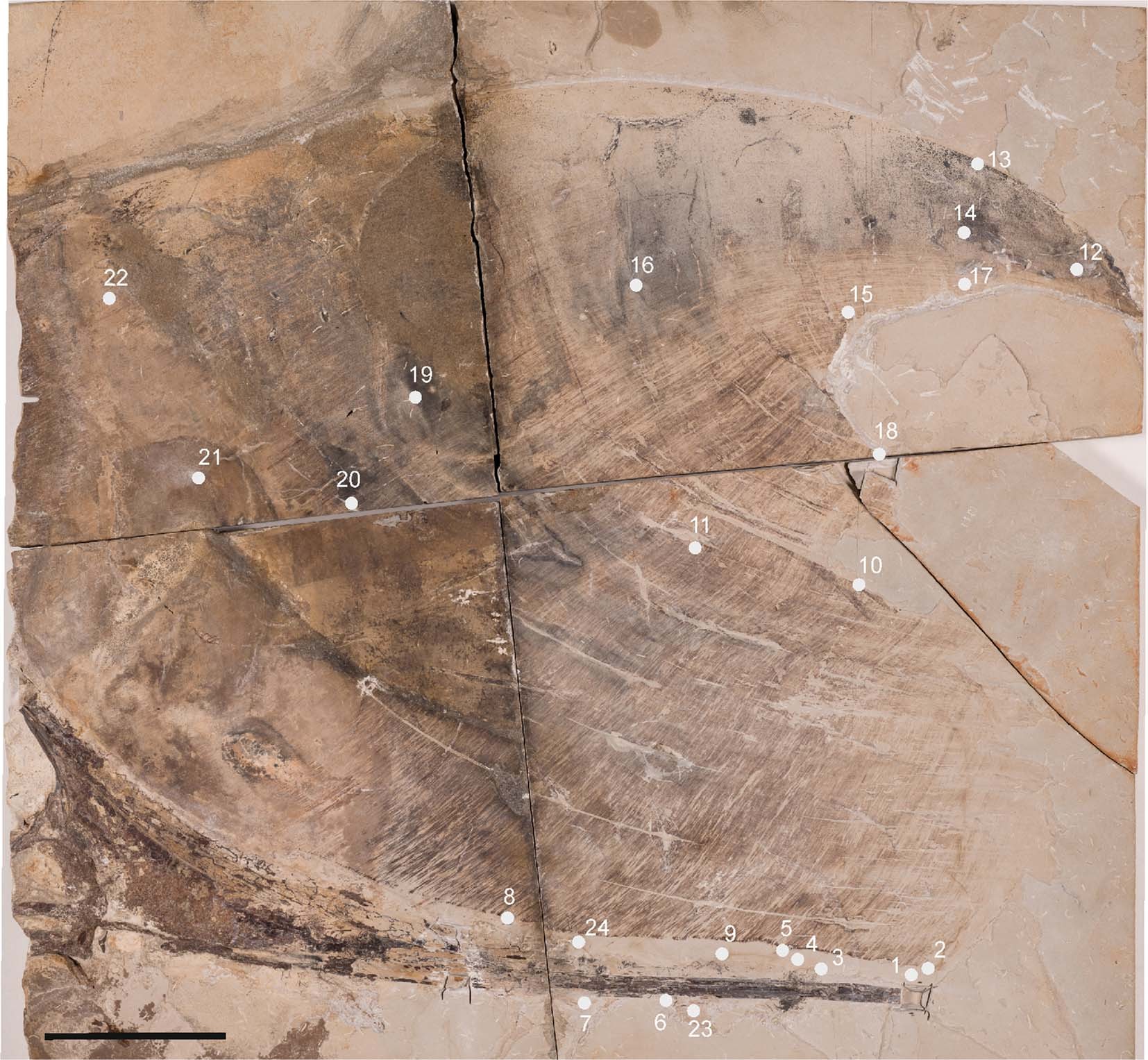 Tupandactylus imperator研究揭示:翼龙能够使用黑色素来控制其羽毛的颜色