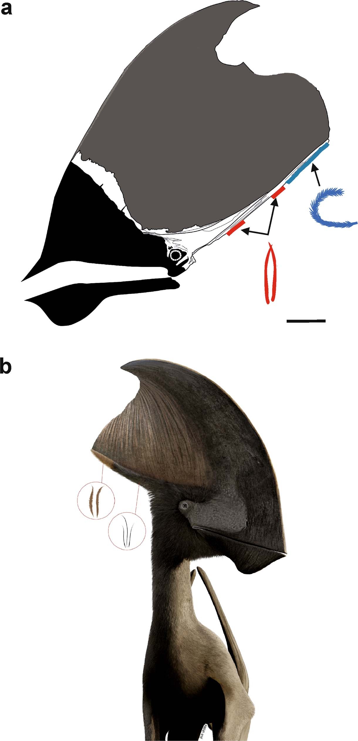 Tupandactylus imperator研究揭示:翼龙能够使用黑色素来控制其羽毛的颜色