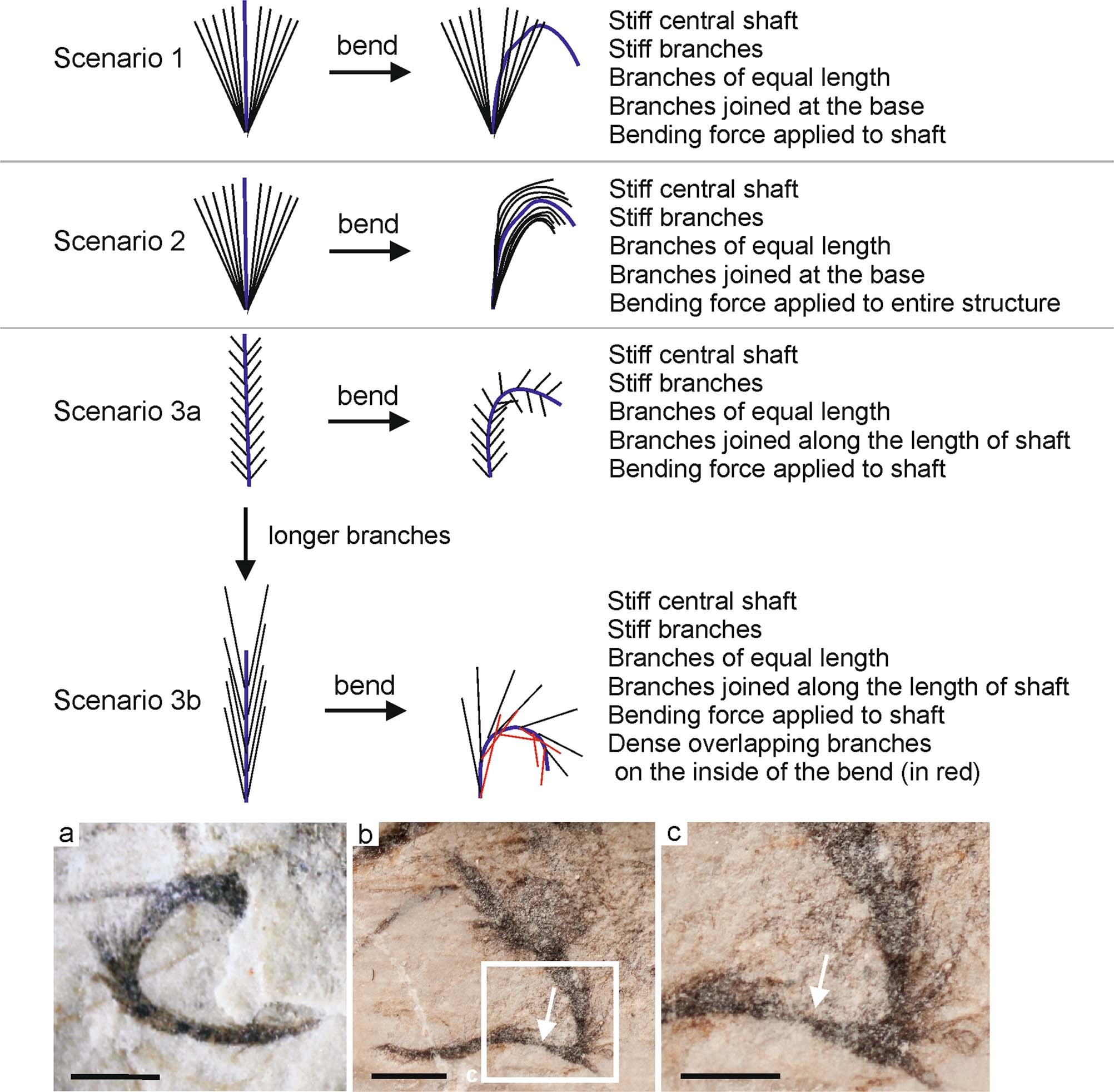 Tupandactylus imperator研究揭示:翼龙能够使用黑色素来控制其羽毛的颜色