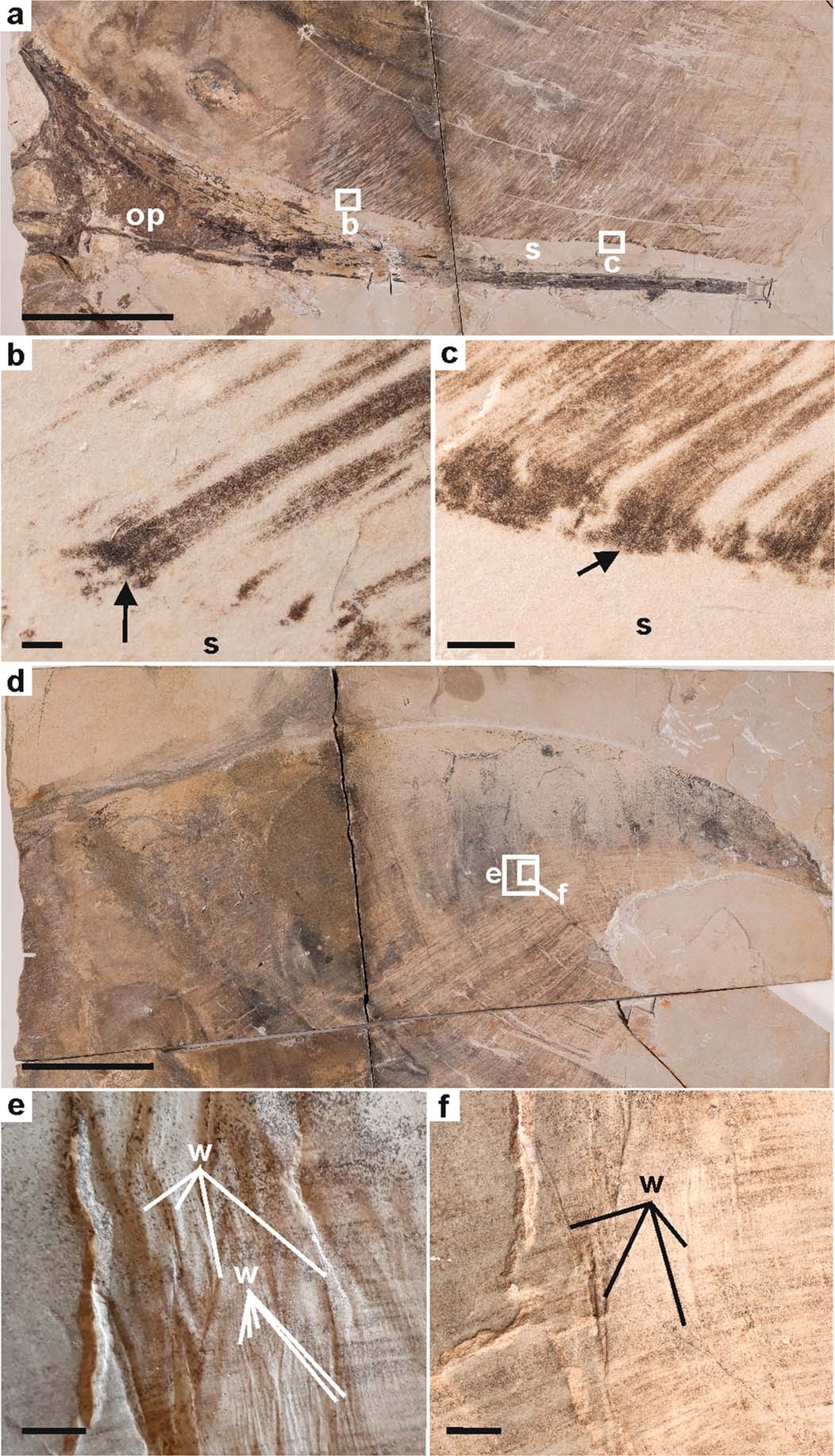Tupandactylus imperator研究揭示:翼龙能够使用黑色素来控制其羽毛的颜色