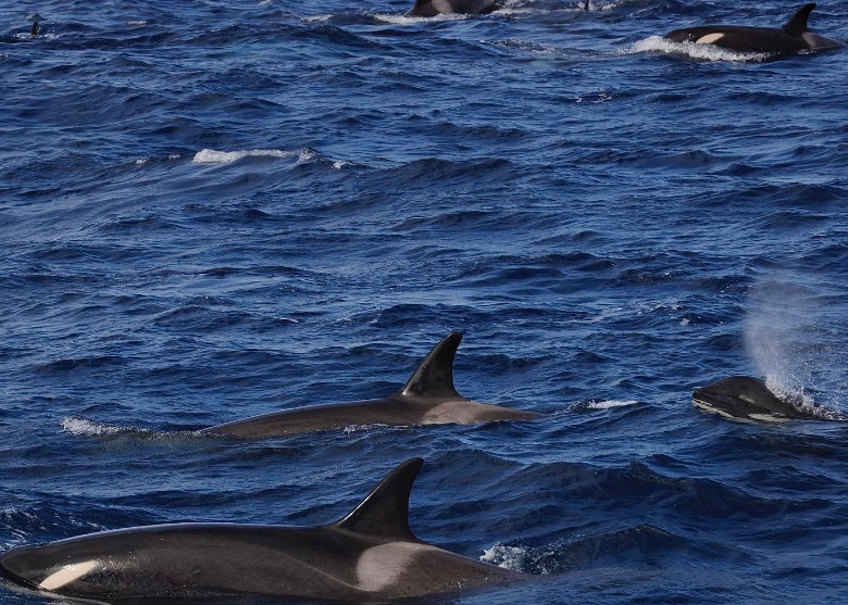 澳洲西澳南部的布雷默湾海岸发现120条罕见的杀人鲸亚种——罗斯海亚种