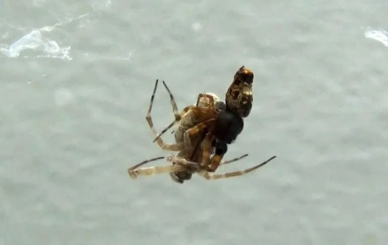 《当代生物学》：雄性Philoponella prominens蜘蛛在交配后迅速将自己弹射出去