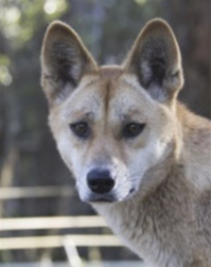 澳洲野狗是介乎狼和犬的动物 研究有助了解现代犬疾病